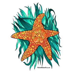 Starfish - Orange Starfish Sticker