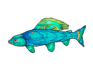 Fish - Grayling