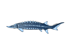 Fish -Sturgeon