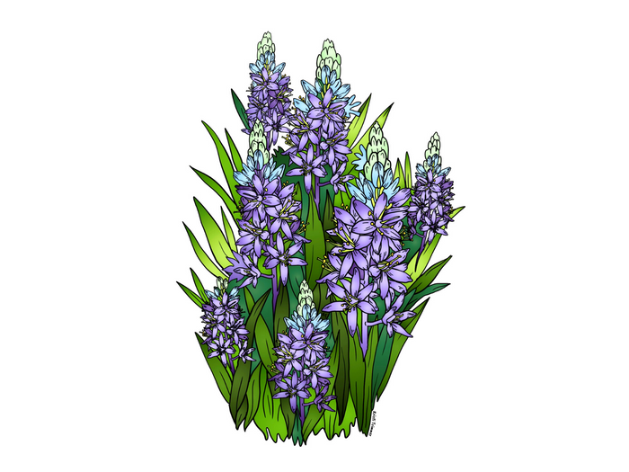 Flowers - Hyacinths
