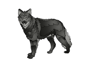 Wolf - Black Wolf