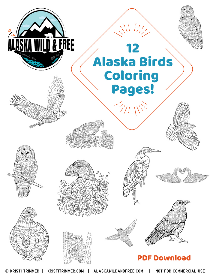 Color: Alaska Bird Coloring Pages