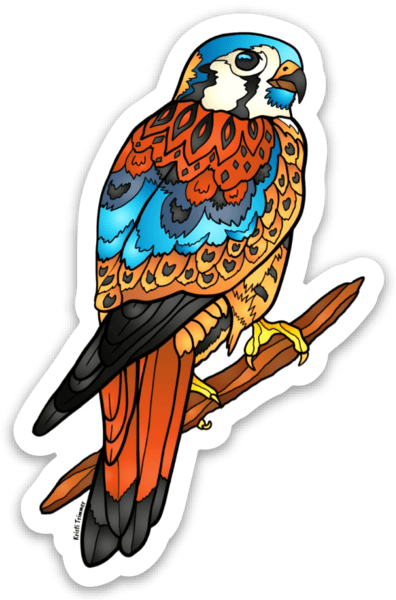 Bird - American Kestrel