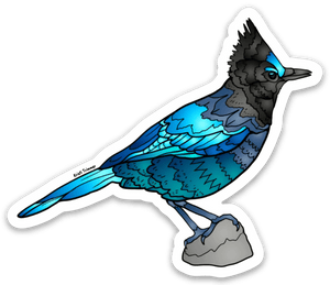 Bird - Steller Blue Jay