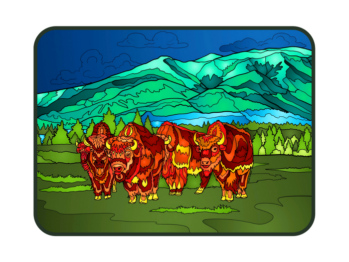 Bison - Bison Herd