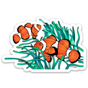 Fish - Clownfish