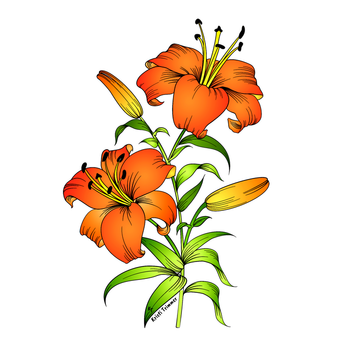 Flowers - Asiatic Lily