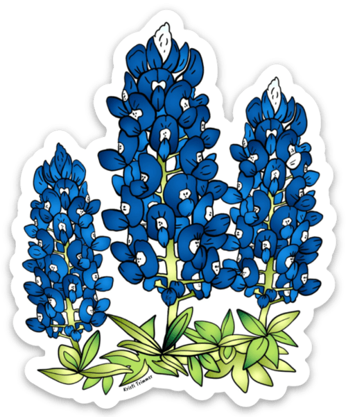 Flowers - Bluebonnets