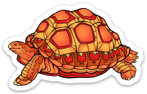 Turtle - Desert Tortoise