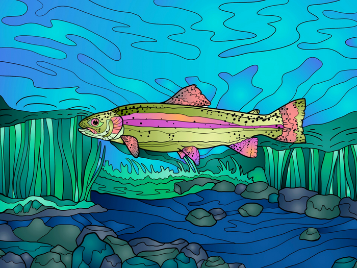 Fish - Trout in the River